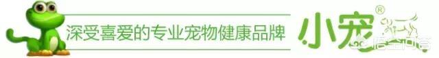 猫为什么怕黄瓜:关于猫咪的冷知识有哪些？