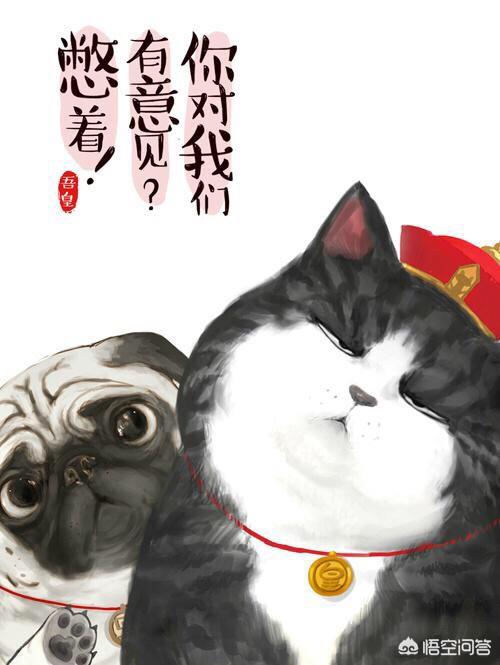 野猫驯养法则:野猫驯养法 邻居总是喂养流浪猫影响自己的休息，该怎么办？