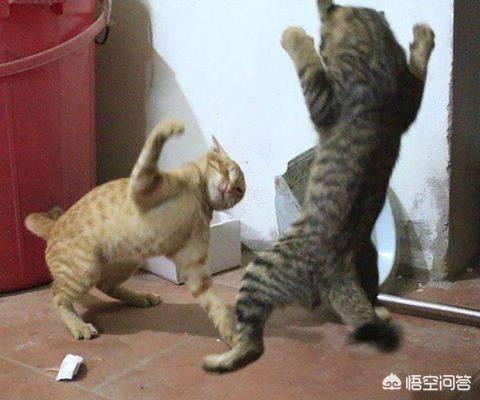 橘猫 花狸猫:狸花猫跟橘猫打架哪个厉害？