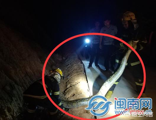 缅甸蟒蛇:南安村民走夜路回家遇见78斤大蟒蛇，遇到这种情况应怎么办？