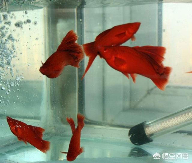 剑尾鱼:红剑鱼雌性鱼突然变为雄性鱼，是为什么，雄鱼能变回雌鱼吗？