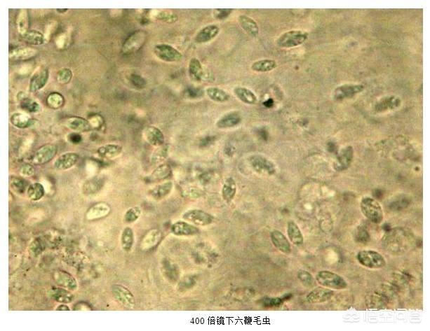 观赏水族疾病防治学:新鱼入缸前如何消毒杀菌，杀虫，防止交叉感染？