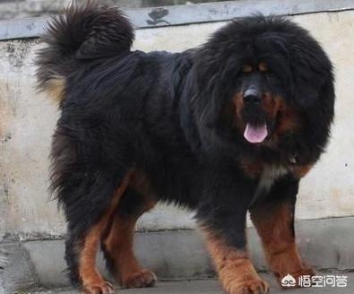 什么狗最忠诚视频:你养过或见过最通人性的狗是什么样的？ 什么狗对主人最忠诚