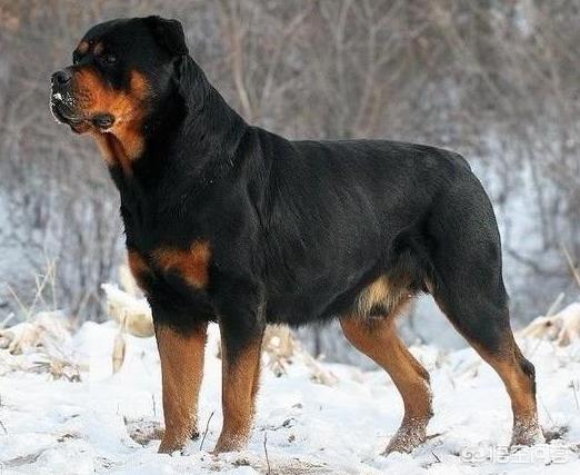 罗威纳和德牧哪种更适合作家庭宠物犬?-惠修网