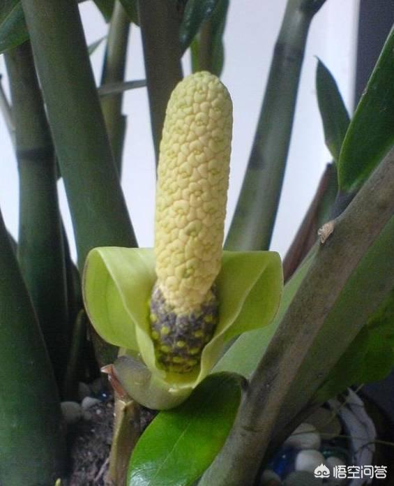 有毒植物:金钱树有毒吗？能在家里养吗？