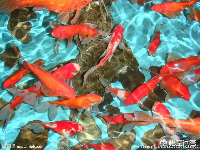 80鱼缸能养龙凤锦鲤:锦鲤能在水族箱里养殖吗，怎么养比较好？