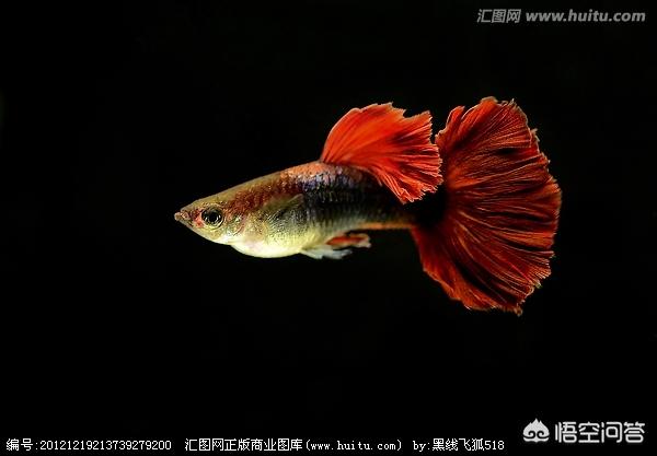 孔雀鱼繁殖:孔雀鱼繁殖前兆 孔雀鱼的繁殖需要什么条件？