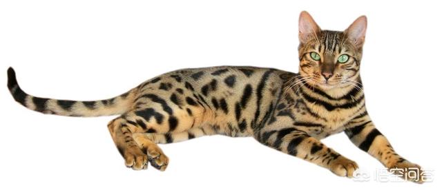 锈斑豹猫在国外可以养吗:在中国，有养孟加拉猫的人吗？合法吗？