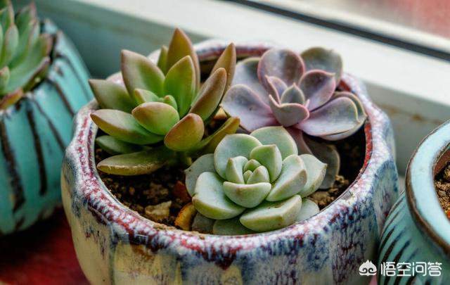 头条问答 多肉的叶子黄了是不是温度的原因 15个回答