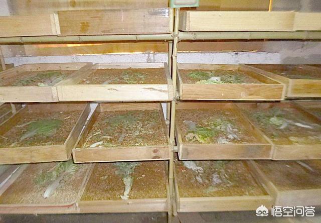 十堰有养黄粉虫的吗:养殖500盘黄粉虫需要多少钱？