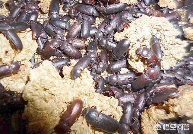 十堰有养黄粉虫的吗:养殖500盘黄粉虫需要多少钱？