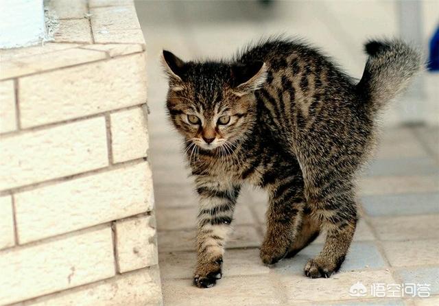 子猫絮语在线阅读:小区物业发公告称不让投喂流浪猫，物业有权力这么做吗？