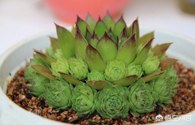 长生草属多肉植物图片:长生草多肉植物图鉴大全 紫牡丹多肉的叶片全部包着算是正常吗？怎么办？