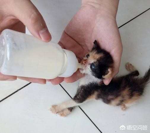 贪睡母女猫走红 图:家里小猫会有假装吃奶哄自己睡觉的情况吗？