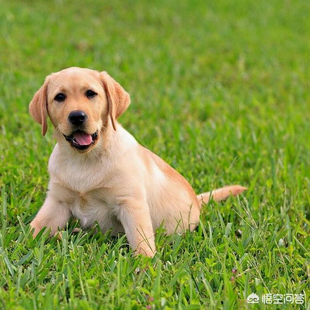 优质的拉布拉多犬性格特征有哪些:拉布拉多犬的智商有多高？排第几？