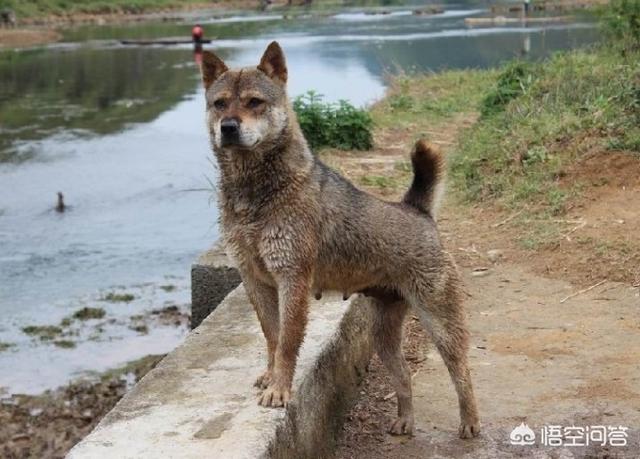 中国土狗和秋田犬性格:如果有机会，你会养一只土狗吗？土狗有哪些品质让你心动？