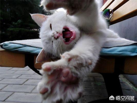 新手养猫注意事项两个月:新手养猫之困惑：两个月异短拉稀很臭还黄黄的？