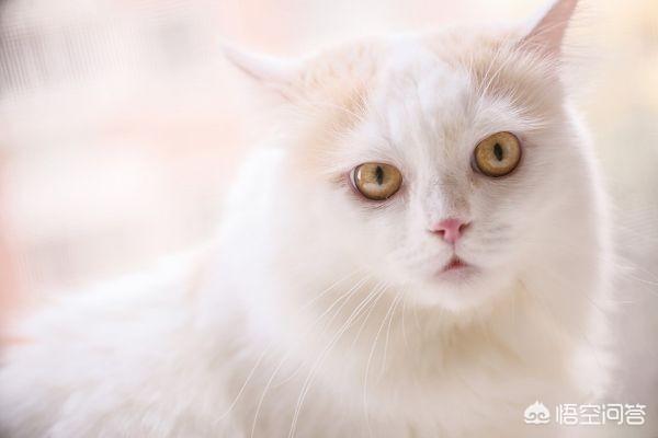 新手养猫注意事项两个月:新手养猫之困惑：两个月异短拉稀很臭还黄黄的？
