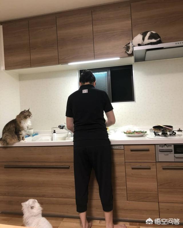 重庆友好宠物医院简介:猫咪与狗狗关系不太好，该怎么办？
