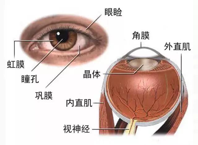 36岁的白内障的原因:老年人的眼睛为什么会出现白内障呢？