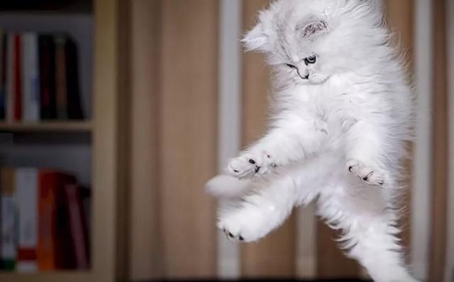 小猫跳出来3d免费:猫为什么可以从很高的地方跳下来而不受伤？