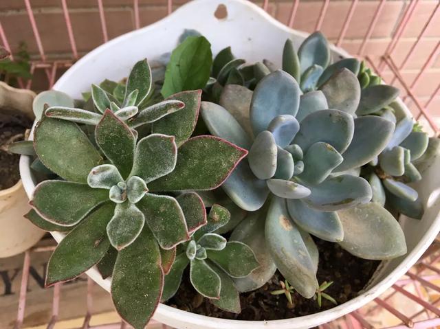 头条问答 夏季62天不在家没人给多肉植物浇水 会缺水干死吗 小雅在阳台的回答 0赞