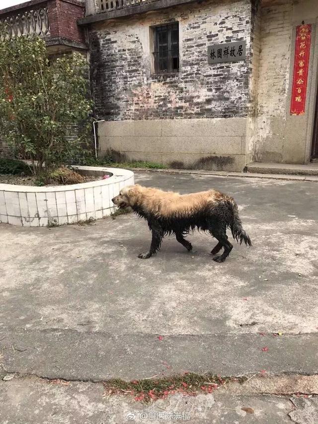 金毛的价格:金毛犬好养吗，什么价格？