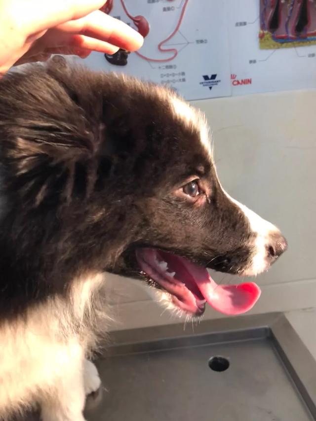 头条问答 边牧 金毛 拉布和泰迪哪个好 松哥聊宠的回答 0赞