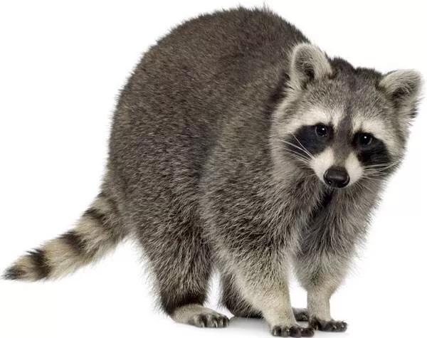 貉子配种期如何利用种公貉