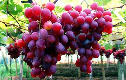 葡萄的栽培技术(葡萄的栽培技术葡萄种植的方法)