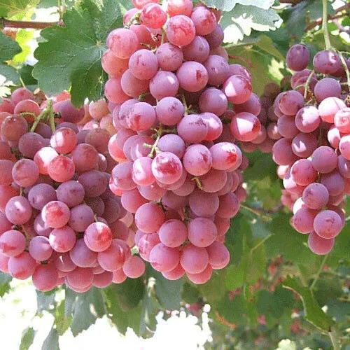 葡萄的栽培技术(葡萄的栽培技术葡萄种植的方法)