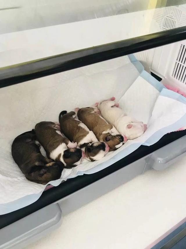 狗狗打针 贵吗:狗狗打疫苗，普通的就行，多少钱？要打几针？