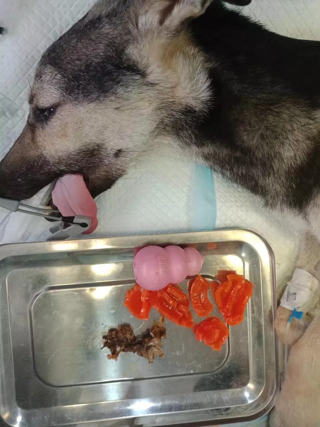 狗狗打针 贵吗:狗狗打疫苗，普通的就行，多少钱？要打几针？