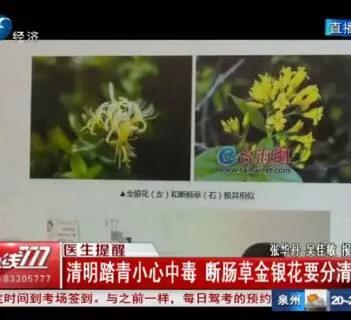 头条问答 钩吻花 断肠草 毒性有多大 2个回答
