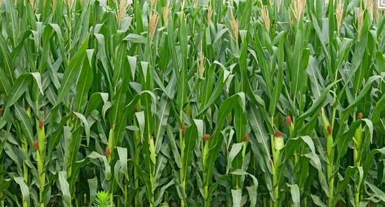 头条问答 - 有谁知道农华101玉米品种产量如何?(5个回答)