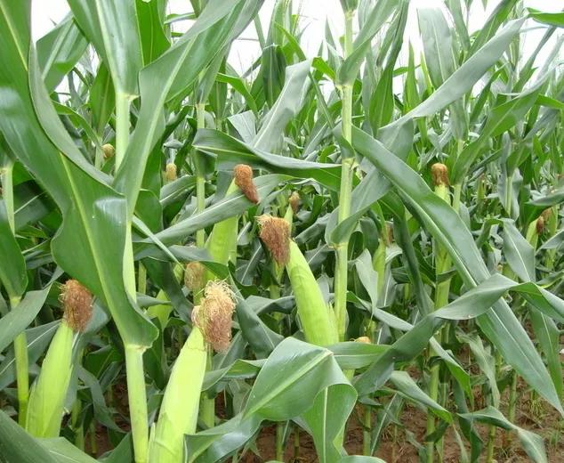 头条问答 - 有谁知道农华101玉米品种产量如何?(5个回答)