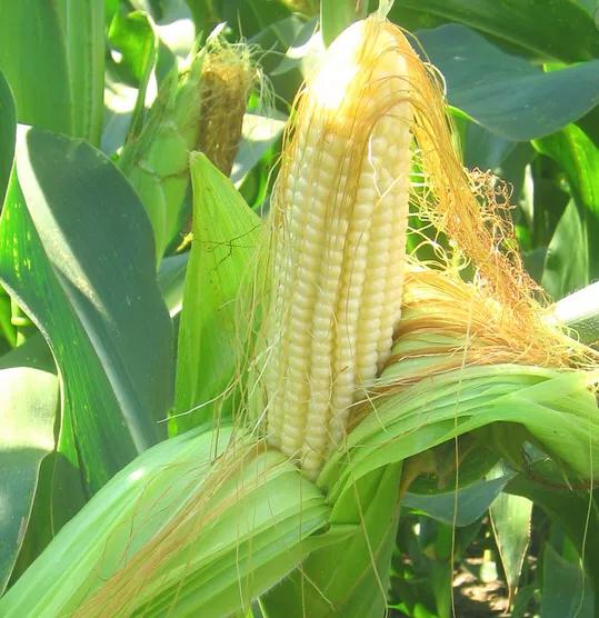 头条问答 - 有谁知道农华101玉米品种产量如何?(5个回答)