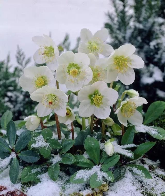 冬天常见的植物图片