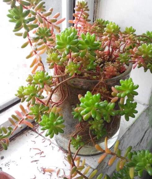 头条问答 - 怎样防止虹之玉徒长?(9个回答)