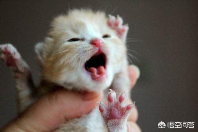 日本猫岛的猫可以抱走吗:猫如何看待主人送走她的孩子？