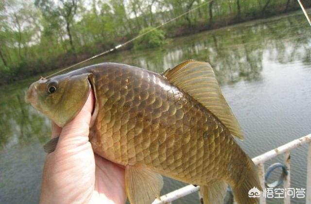 鮣鱼吃什么食耳:钓鲫鱼用拉饵还是搓饵好？