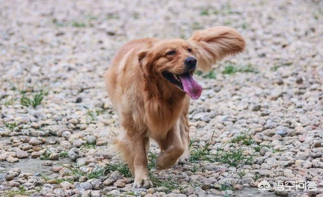 金毛犬有什么缺点？插图55