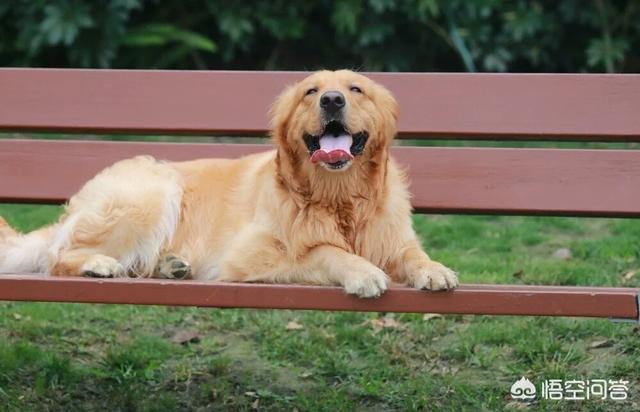 金毛犬有什么缺点？插图57