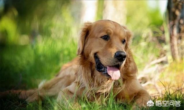 金毛犬有什么缺点？插图59