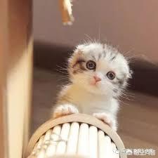 埃及猫的遗传:猫咪有什么病是会遗传的，不能让她们繁育的？