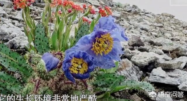 朗读者朗读亭:如何评价豆瓣高分的央视综艺《朗读者》第二季？