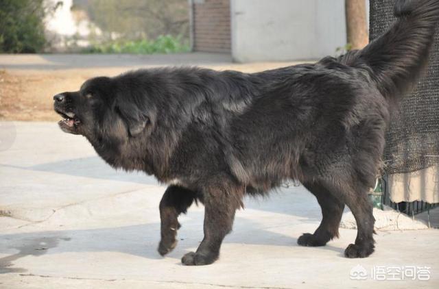 卡南犬护卫犬:有没有适合在城市里养的中小型护卫犬？