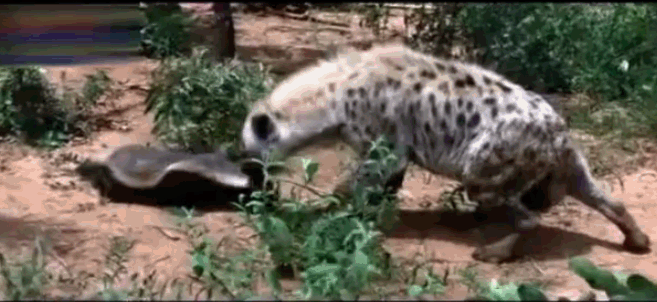藏獒打架真实视频:三只大藏獒能打得过一只成年高加索犬吗？有何依据？