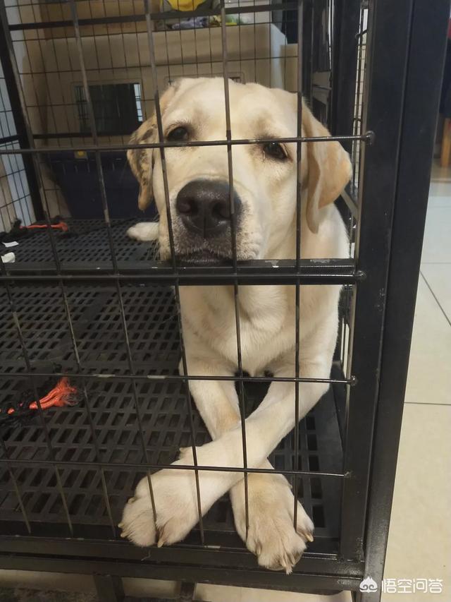 北京拉布拉多狗:拉布拉多犬力气太大老人养拉不住怎么办？