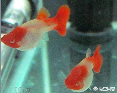 宠物鱼的种类图片和名字:除金鱼和锦鲤，还有哪些观赏鱼？